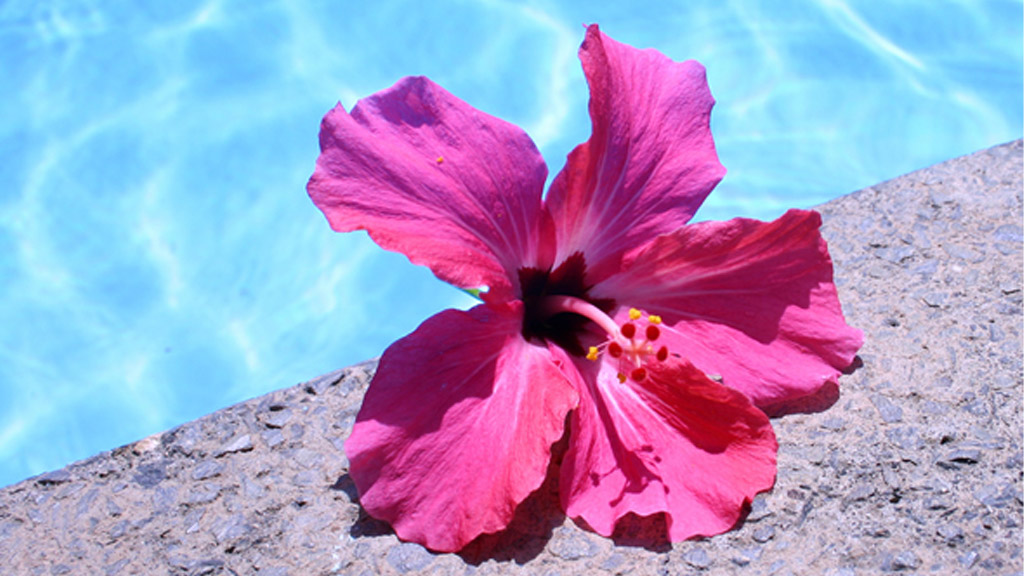 Flower by the  pool